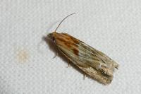 Eucosma