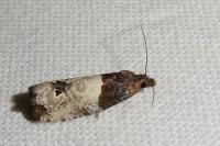 Notocelia roborana