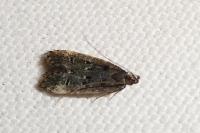 Dichomeris alacella