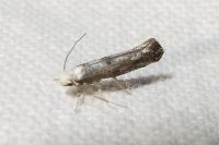 Paraswammerdamia albicapitella