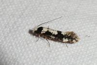 Neurothaumasia ankerella