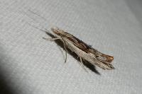 Ypsolopha scabrella