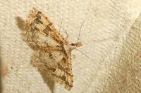Pterotopteryx dodecadactyla