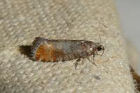 Clavigesta purdeyi