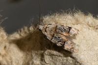 Altenia scriptella