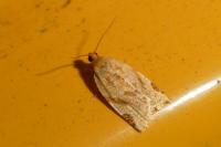 Paramesia gnomana