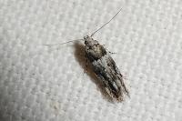 Recurvaria nanella