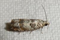 Thiodia trochilana