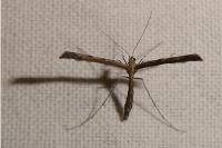 Agdistis