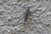 Yponomeuta sedella