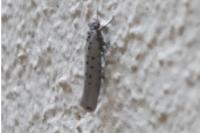 Yponomeuta sedella