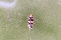 Oegoconia caradjai