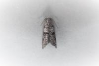 Penestoglossa dardoinella