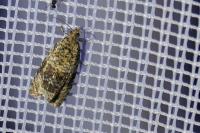 Celypha lacunana