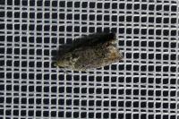 Cydia fagiglandana/splendana