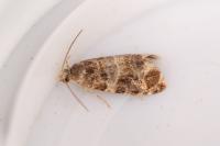 Lobesia reliquana