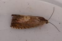 Pammene aurita