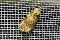 Celypha lacunana
