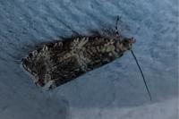 Celypha
