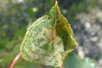 Phyllocnistis unipunctella