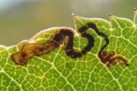 Ectoedemia angulifasciella