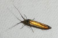 Coleophora