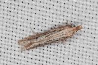 Holcopogon bubulcellus