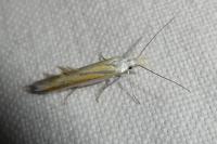 Coleophora