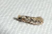 Infurcitinea albicomella