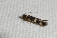 Oegoconia