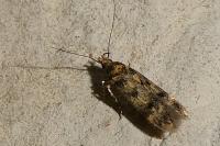 Bryotropha basaltinella