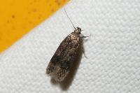 Gelechia scotinella