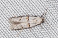 Symmocoides oxybiella