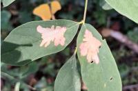 Parectopa robiniella