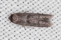 Blastobasis