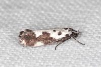Ethmia quadrillella
