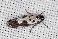 Ethmia quadrillella