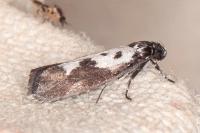 Ethmia quadrillella