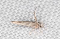 Palumbina guerinii