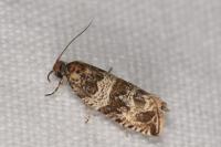 Celypha cespitana