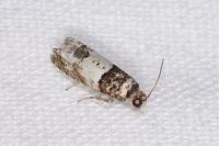 Epinotia thapsiana