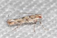 Acrocercops brongniardella