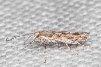 Acrocercops brongniardella