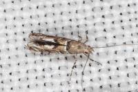 Acrocercops brongniardella