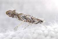 Triberta helianthemella