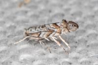 Triberta helianthemella