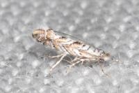 Triberta helianthemella