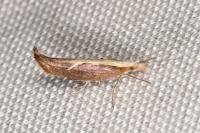 Ypsolopha dentella