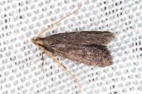Lecithocera nigrana