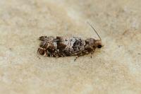Epinotia pusillana